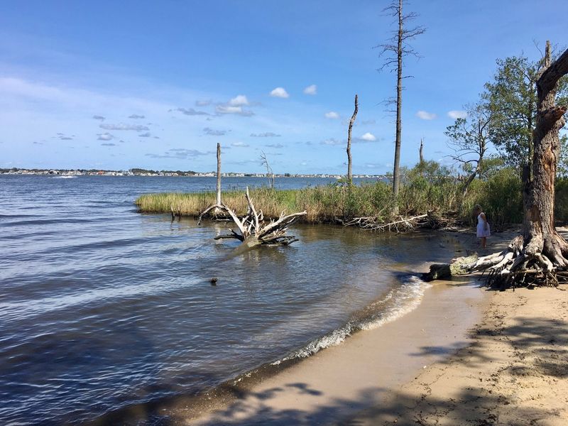 Driftwood Beaches Bring a Touch of Coastal Maine to Barnegat Bay