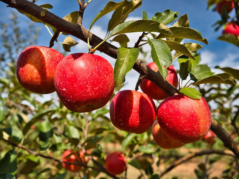 Eastmont Orchards - Colts Neck Eastmont Orchards - Colts Neck