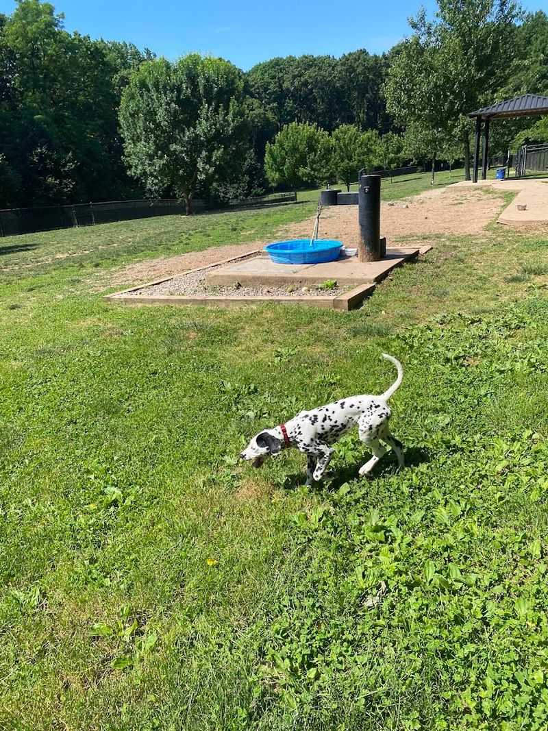 Echo Lake Dog Park — Mountainside