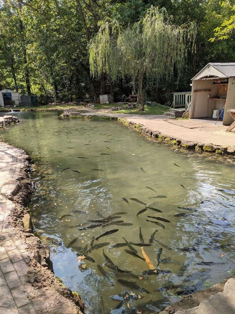 English Mountain Trout Farm – Sevierville