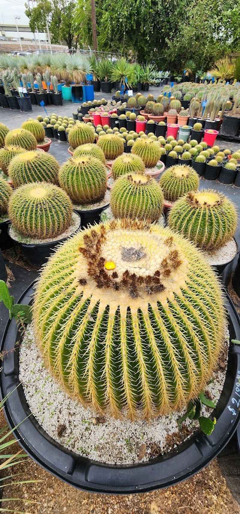 Enter at Your Own Risk (Seriously, Watch Those Thorns)
