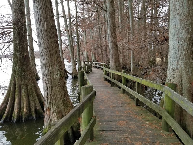 Explore The Boardwalks At Reelfoot Lake State Park — Tiptonville Explore The Boardwalks At Reelfoot Lake State Park — Tiptonville