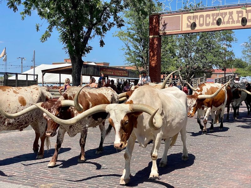 Explore the Fort Worth Stockyards