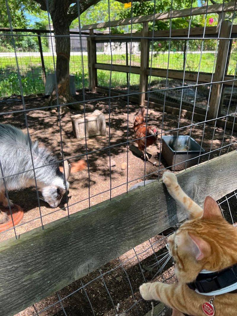Family-Friendly Farm Animals That Delight Young Visitors