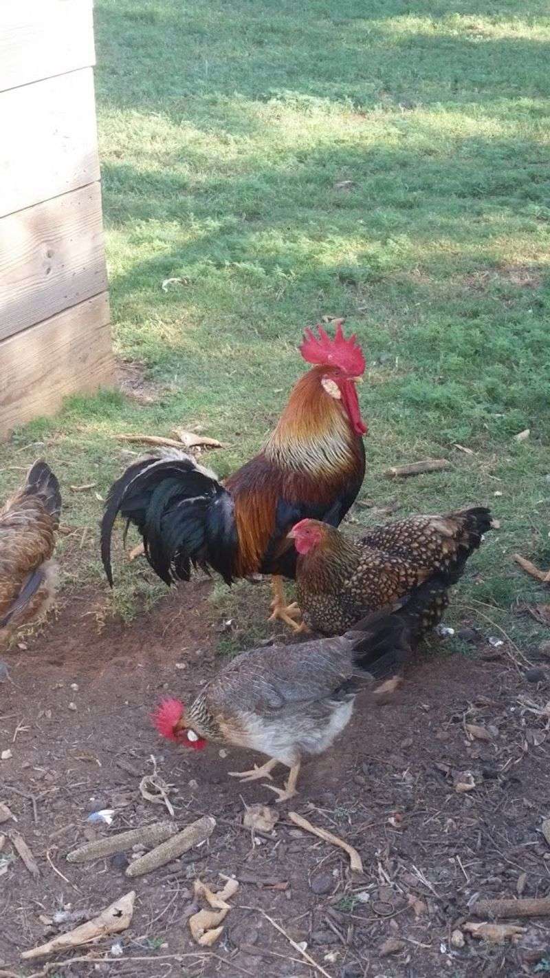 Farm Animals You'll Actually Want to Visit