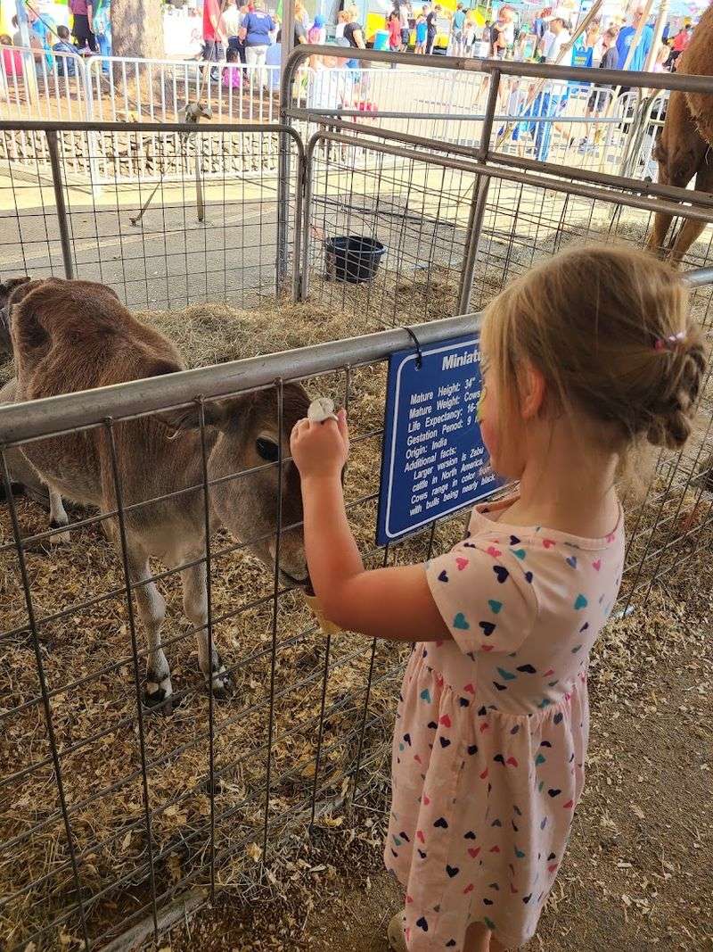 Farm Animals and Agricultural Exhibits Add Classic Fair Charm