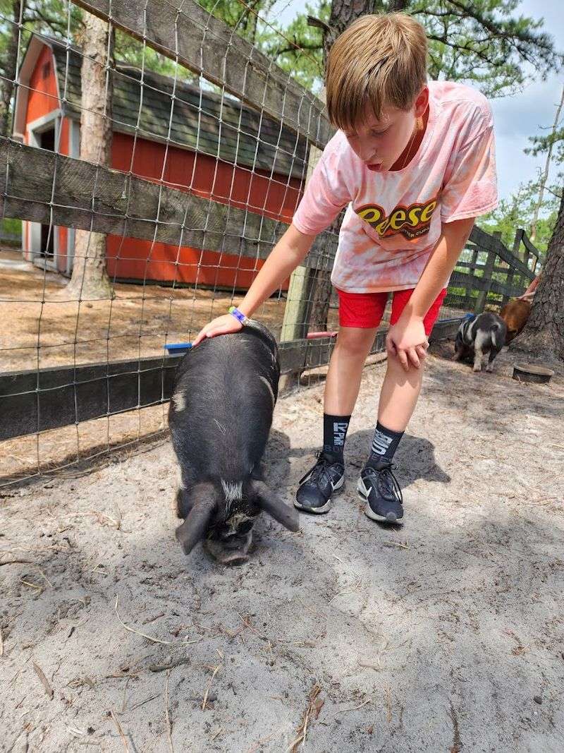 Farm Tours Introduce Visitors to Mini Highlanders, Emus, Piglets, Giant Bunnies, and More