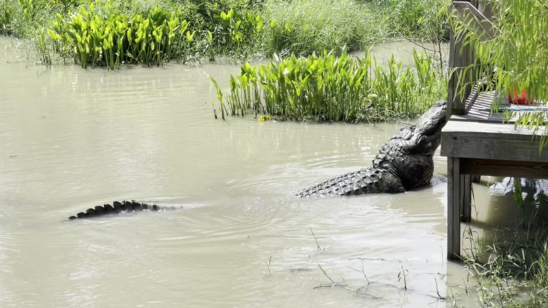 Feeding Gators From The Dock Is Pure Adrenaline Feeding Gators From The Dock Is Pure Adrenaline