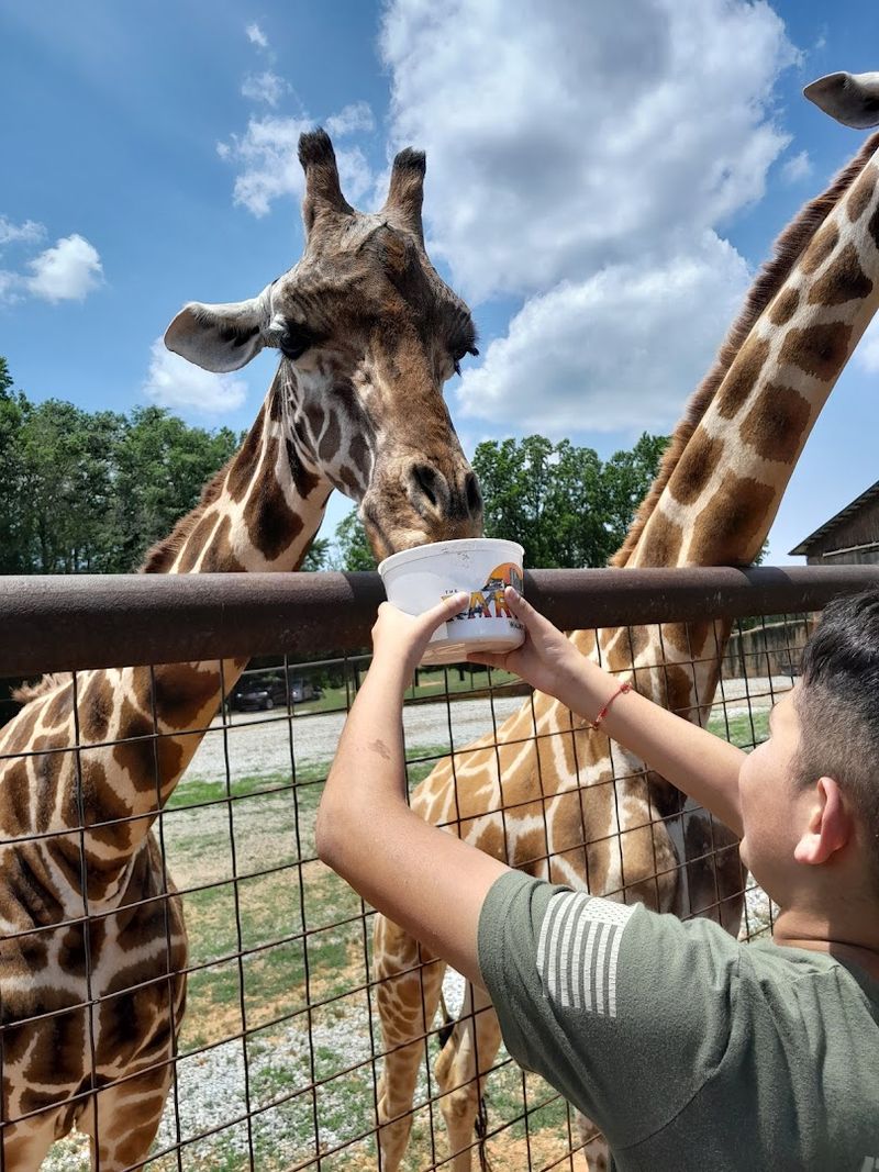 Feeding the Animals Is Half the Fun