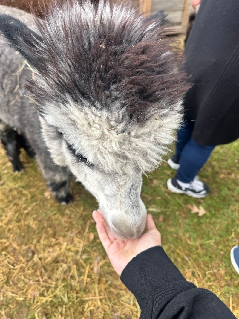 Feeding the alpacas up close Feeding the alpacas up close