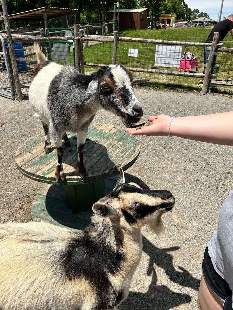 Feeding the animals is the real highlight Feeding the animals is the real highlight