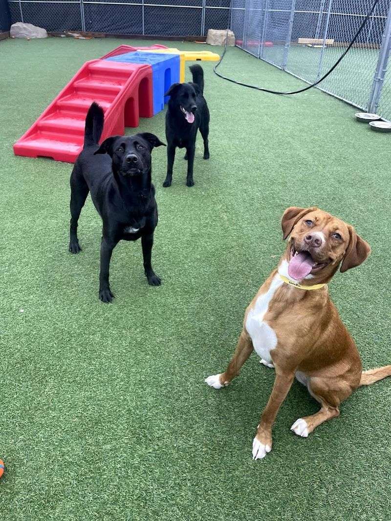 Fetch Family Pet Resort Fetch Family Pet Resort