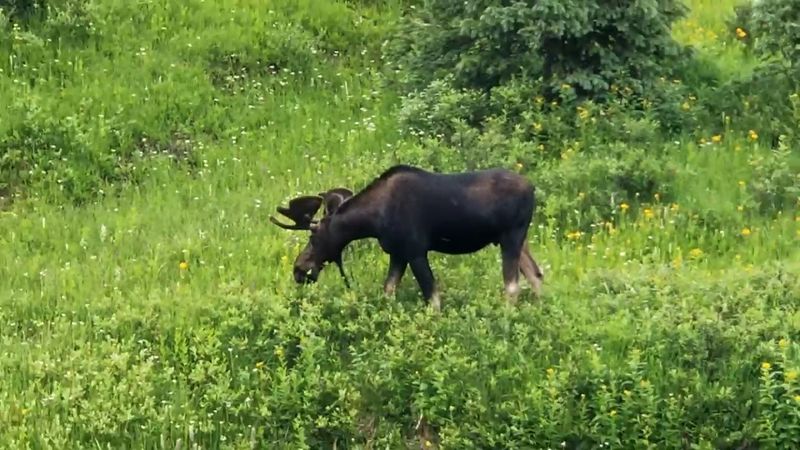 Colorado's Wild Side Without the Crowds Colorado's Wild Side Without the Crowds