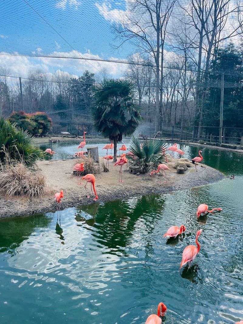 Flamingos, Wetlands, And Open Air Beauty Flamingos, Wetlands, And Open Air Beauty