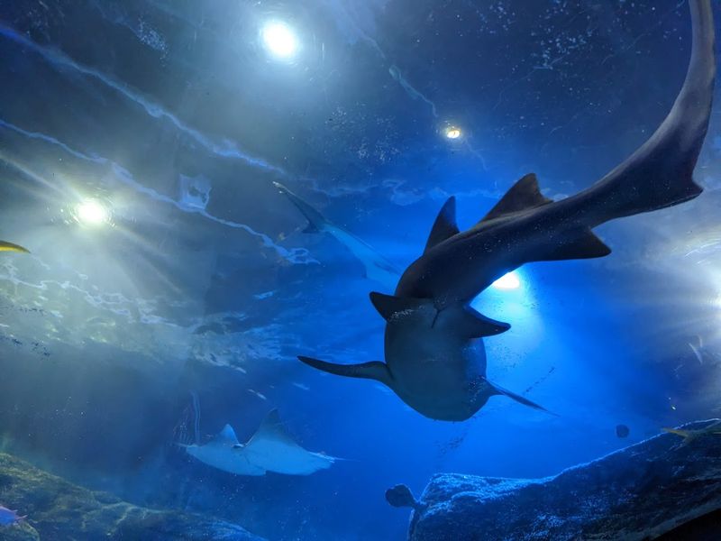 Florence the Nurse Shark and the Animals With Actual Personalities Florence the Nurse Shark and the Animals With Actual Personalities