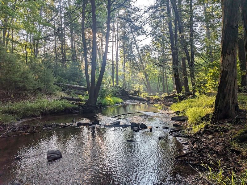 Forest Views, Birdsong, and Fresh Air Forest Views, Birdsong, and Fresh Air