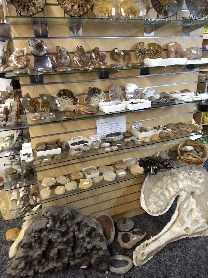 Fossil Collection That Brings Prehistoric Texas to Life Fossil Collection That Brings Prehistoric Texas to Life