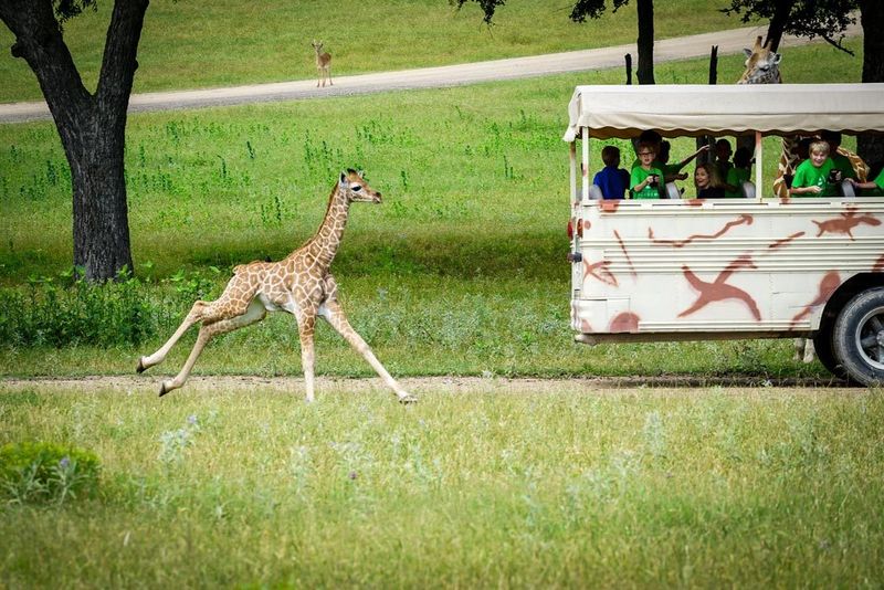 Fossil Rim Wildlife Center (Glen Rose)