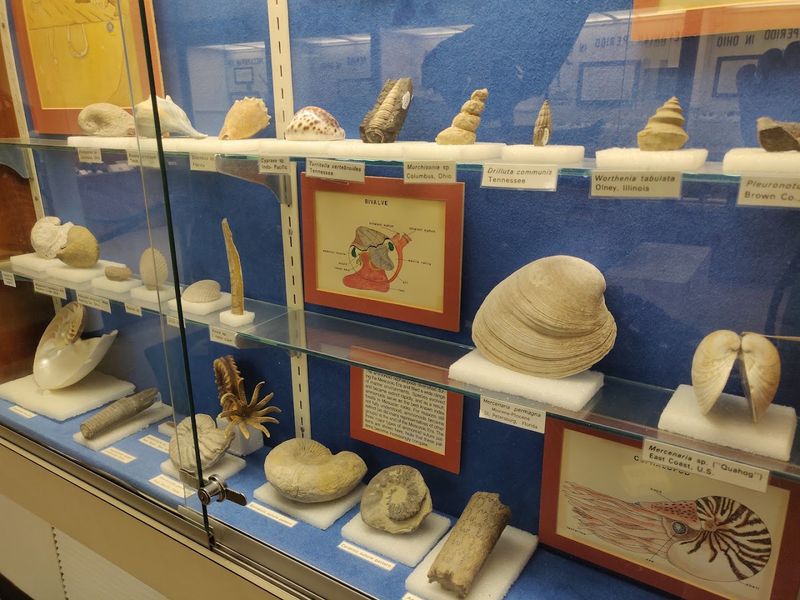 Fossils that make deep time feel real Fossils that make deep time feel real