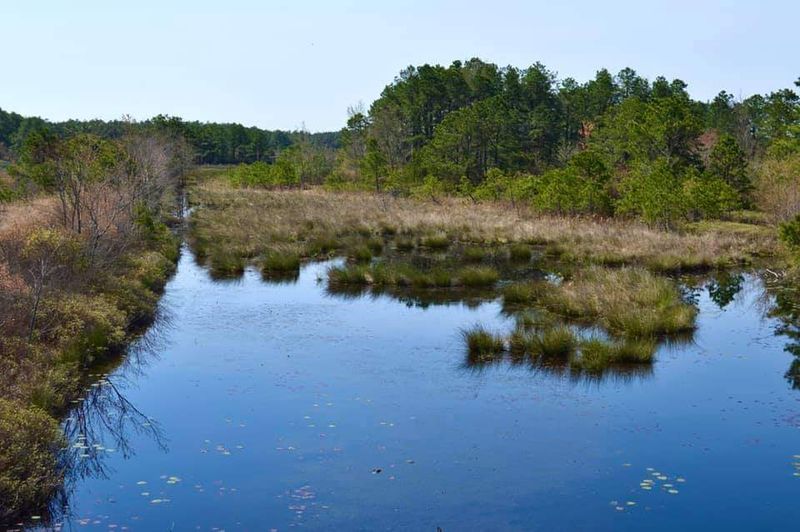 Franklin Parker Preserve’s Atlantic White Cedar Swamps - Chatsworth Franklin Parker Preserve’s Atlantic White Cedar Swamps - Chatsworth