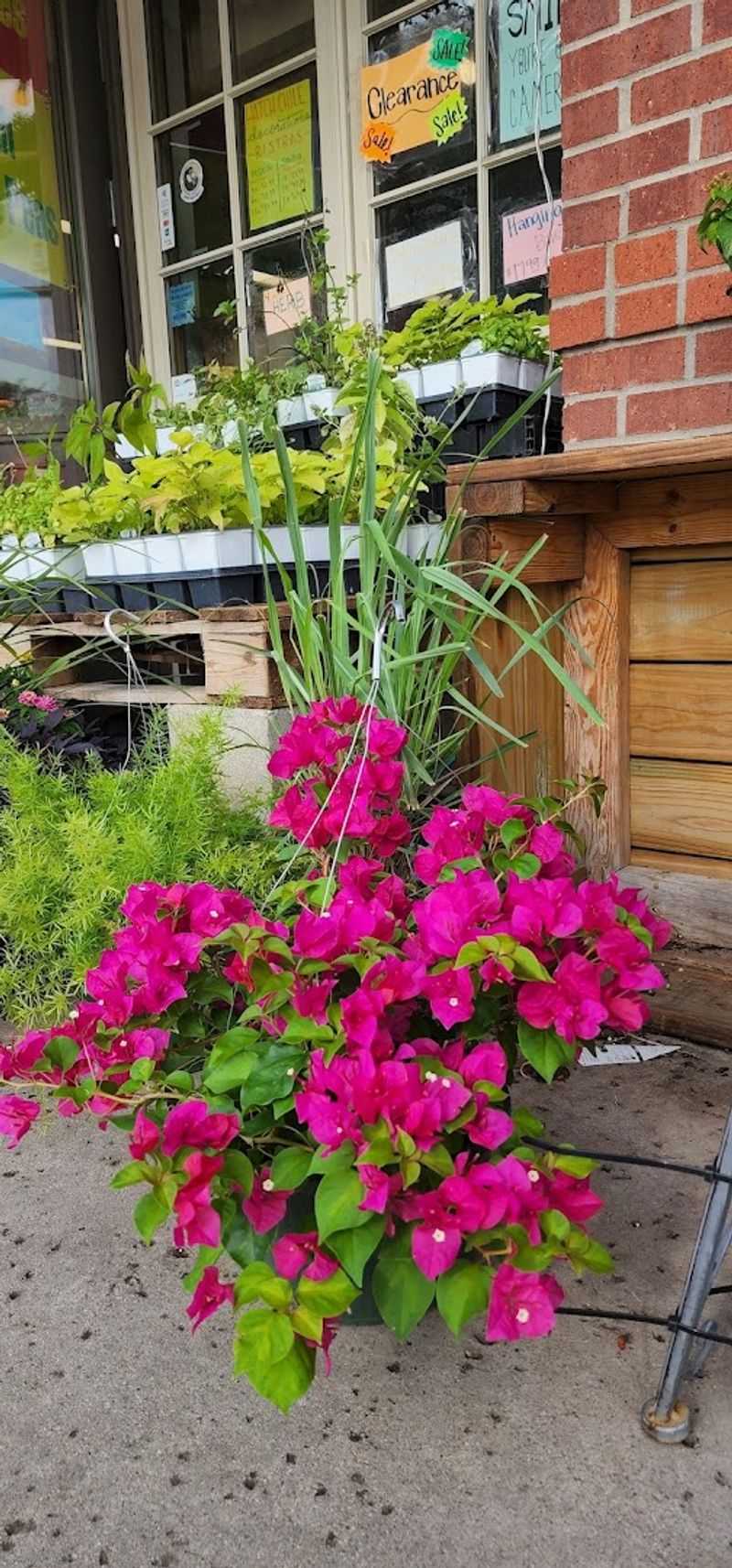 Fresh Herbs and Plants That Actually Thrive Fresh Herbs and Plants That Actually Thrive