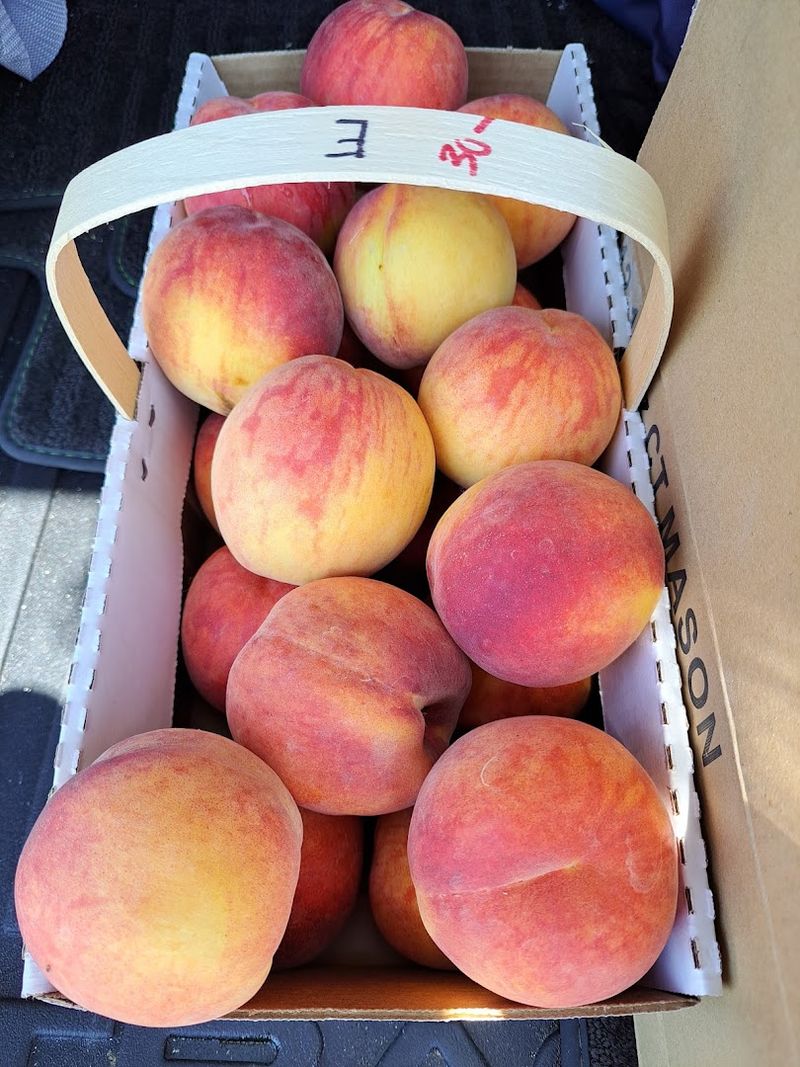 Fresh peaches that make summer worth the drive Fresh peaches that make summer worth the drive