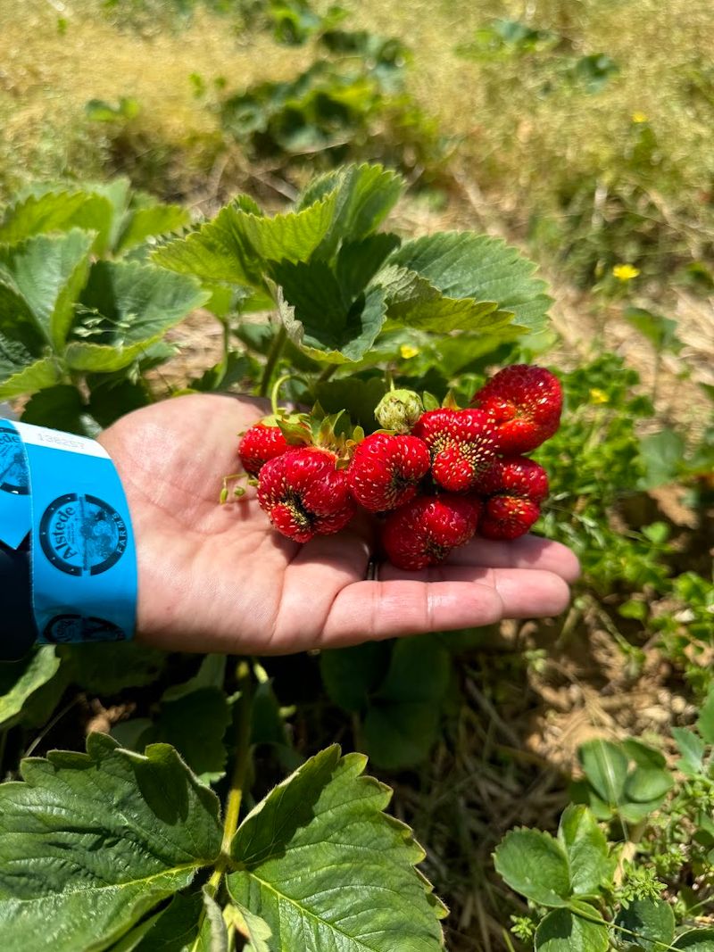Fresh strawberries, blueberries, raspberries, and more fill the fields