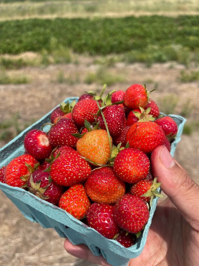 Fresh strawberry picking that feels simple and rewarding Fresh strawberry picking that feels simple and rewarding