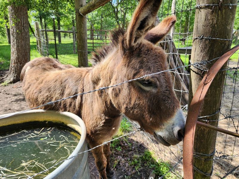 Friendly Farm Animals Friendly Farm Animals