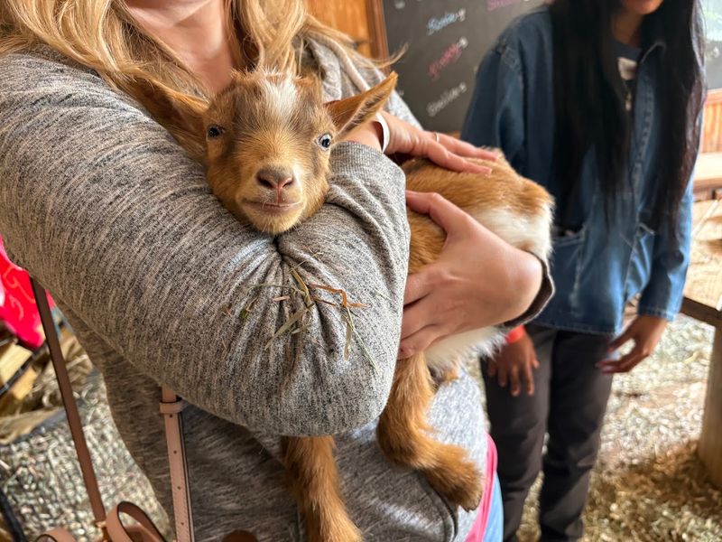 Friendly Goats Steal The Show Friendly Goats Steal The Show