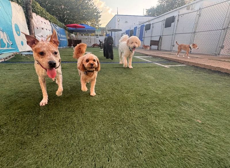 Fur Seasons Dog Resort Fur Seasons Dog Resort