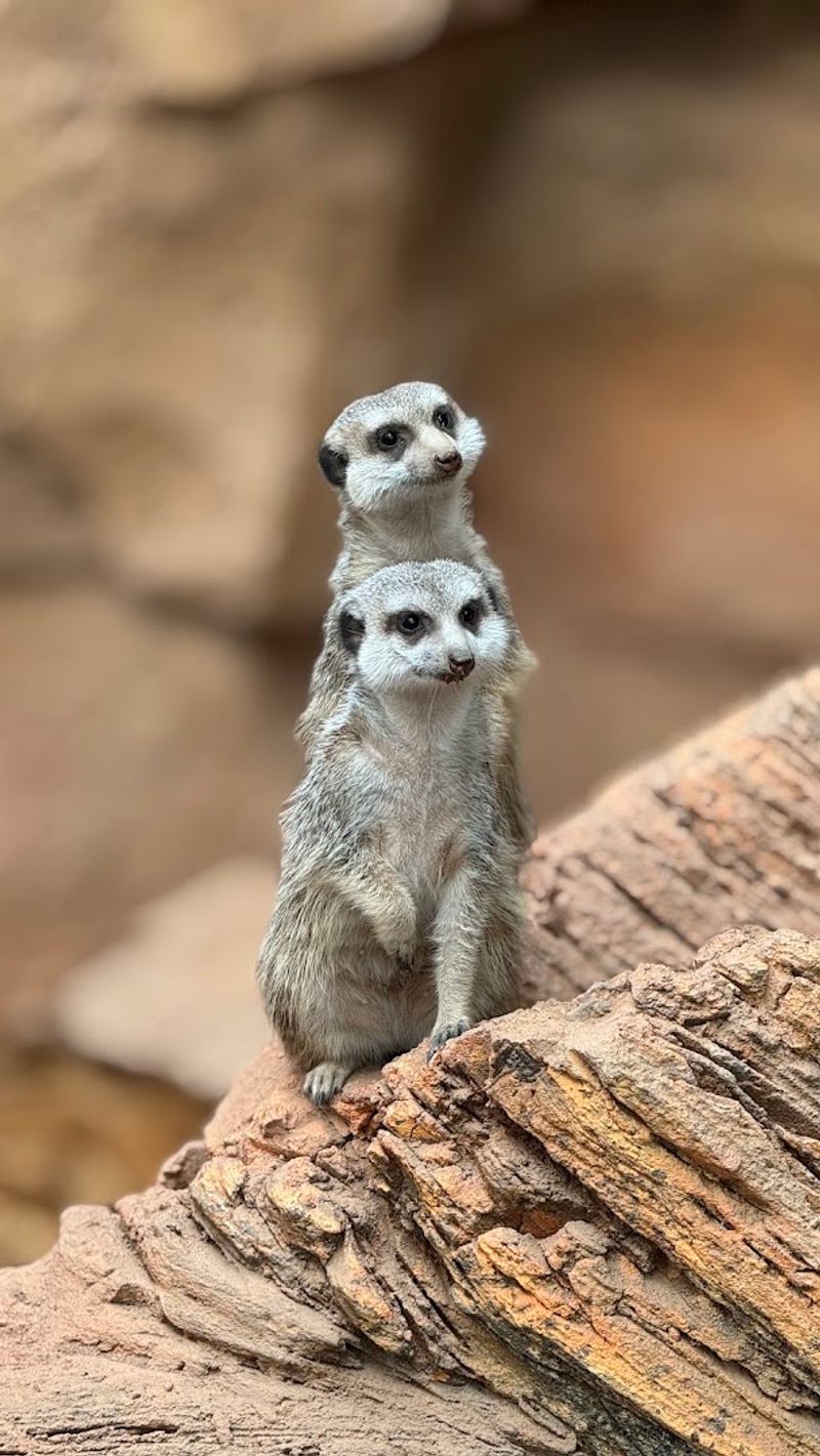 Why Lincoln Park Zoo Works So Well for Families Why Lincoln Park Zoo Works So Well for Families