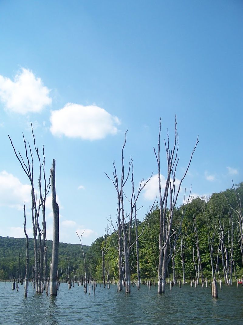 Ghostly Trees Still Mark the Landscape That Disappeared Ghostly Trees Still Mark the Landscape That Disappeared