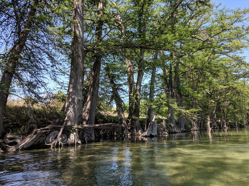 Giant Cypress Trees Creating Natural Shade