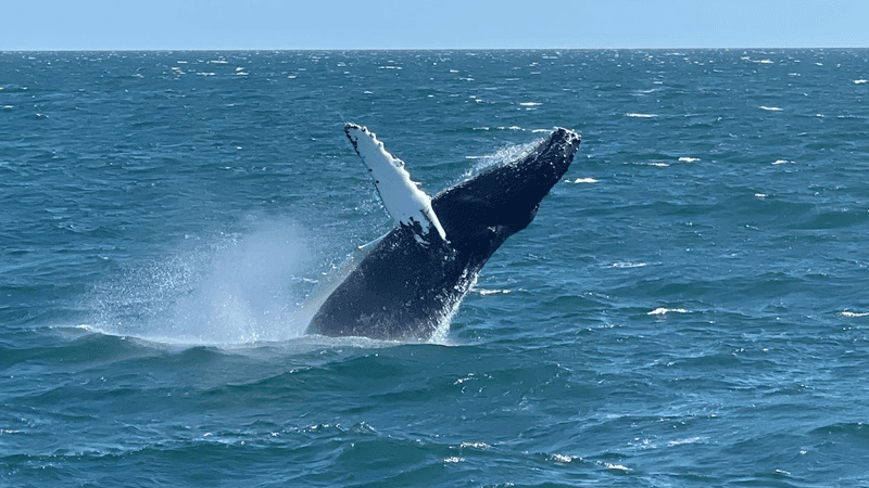 Go whale and dolphin watching off Cape May Go whale and dolphin watching off Cape May