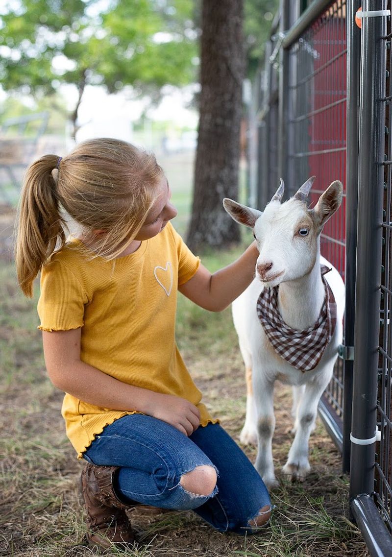 Goat And Alpaca Feeding Goat And Alpaca Feeding