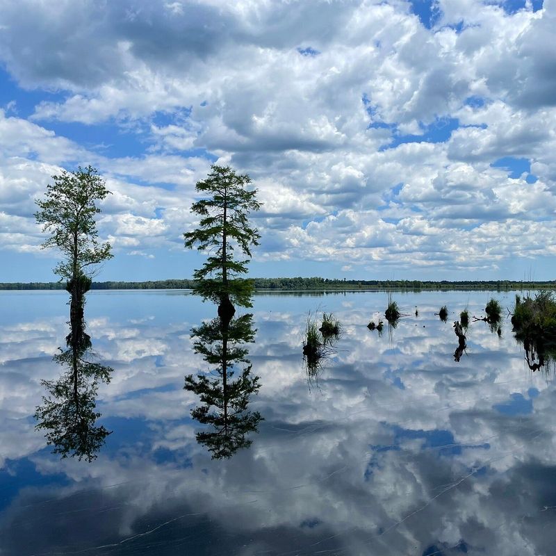 Great Dismal Swamp Great Dismal Swamp