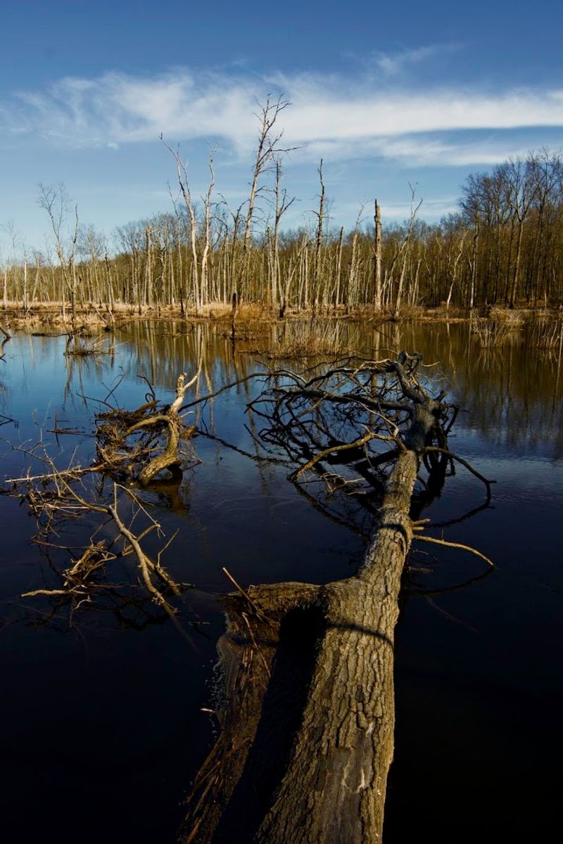 Great Swamp National Wildlife Refuge - Morris County Great Swamp National Wildlife Refuge - Morris County