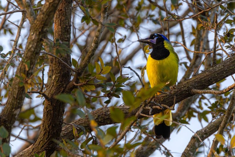 Green Jays Steal the Show at Feeding Stations Green Jays Steal the Show at Feeding Stations