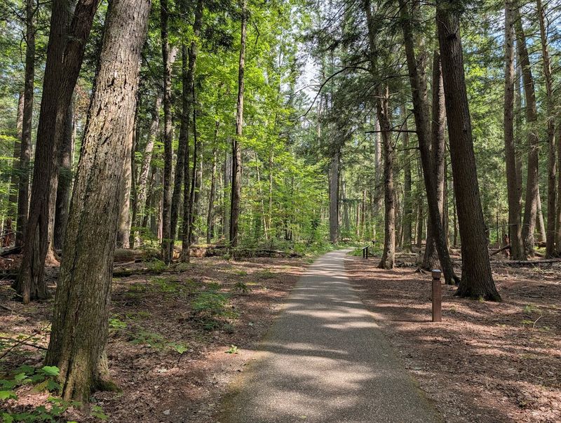 Hartwick Pines State Park – Grayling, Crawford County