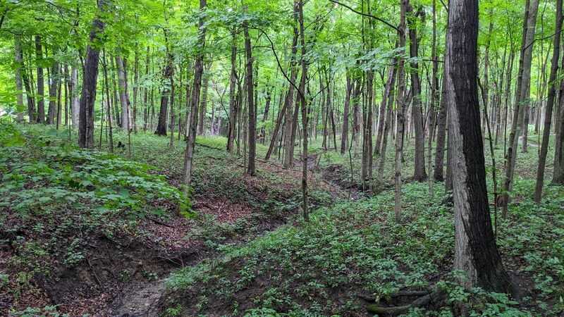 Spitler Woods State Natural Area (Mt. Zion)