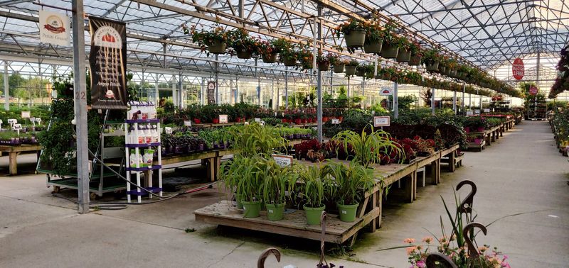 Houseplants for collectors and casual shoppers