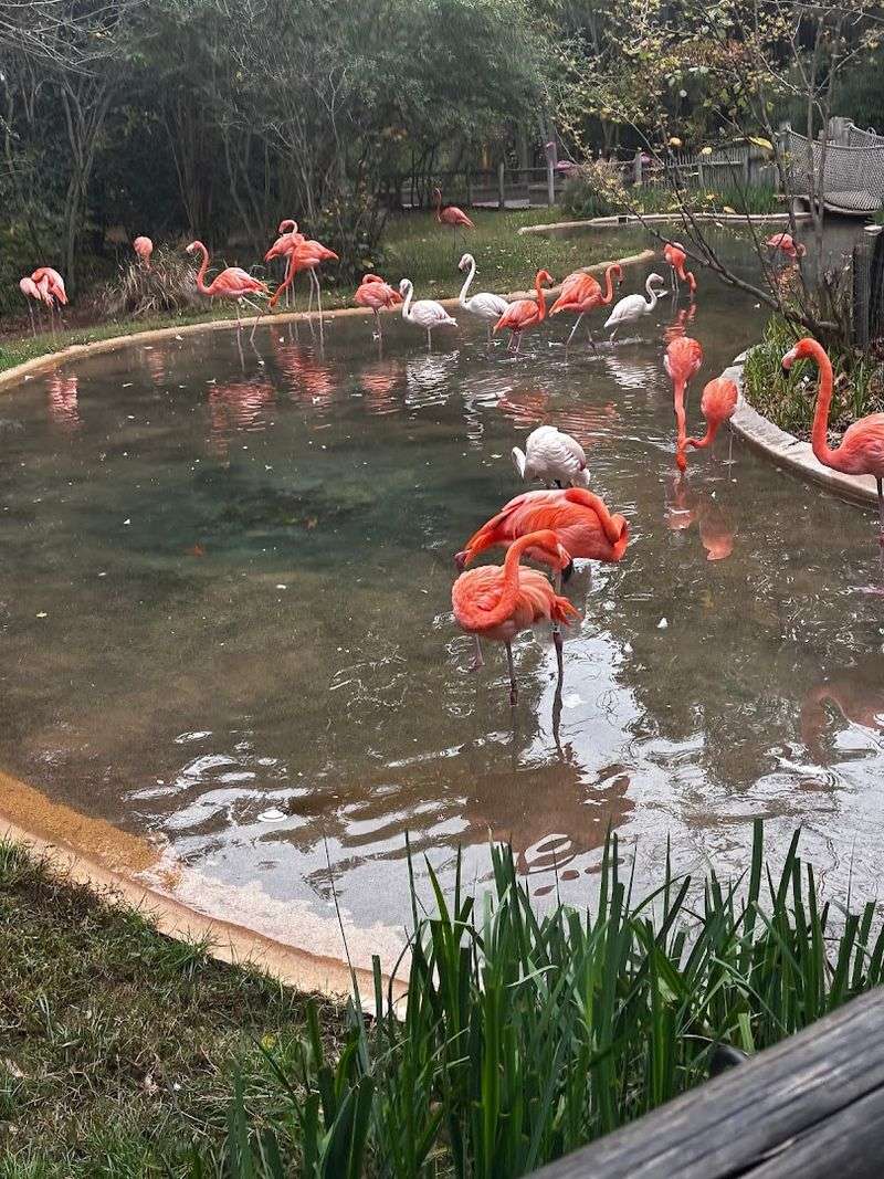 How Close Can You Actually Get to the Flamingos?