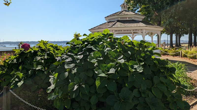 How a Waterfront Flower Patch Became a Bird Lover’s Secret Stop How a Waterfront Flower Patch Became a Bird Lover’s Secret Stop