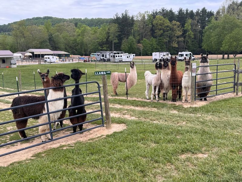 How to Plan a Visit to Ellaberry Llama Farm How to Plan a Visit to Ellaberry Llama Farm