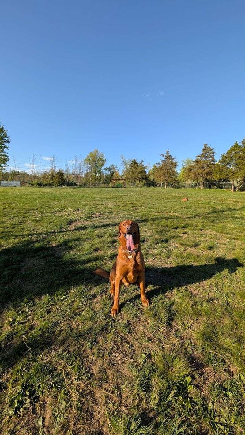 Hunterdon County Off-Leash Dog Area — Flemington