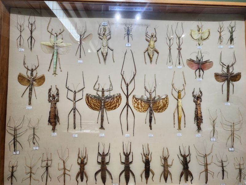 Insectropolis — Toms River Insectropolis — Toms River