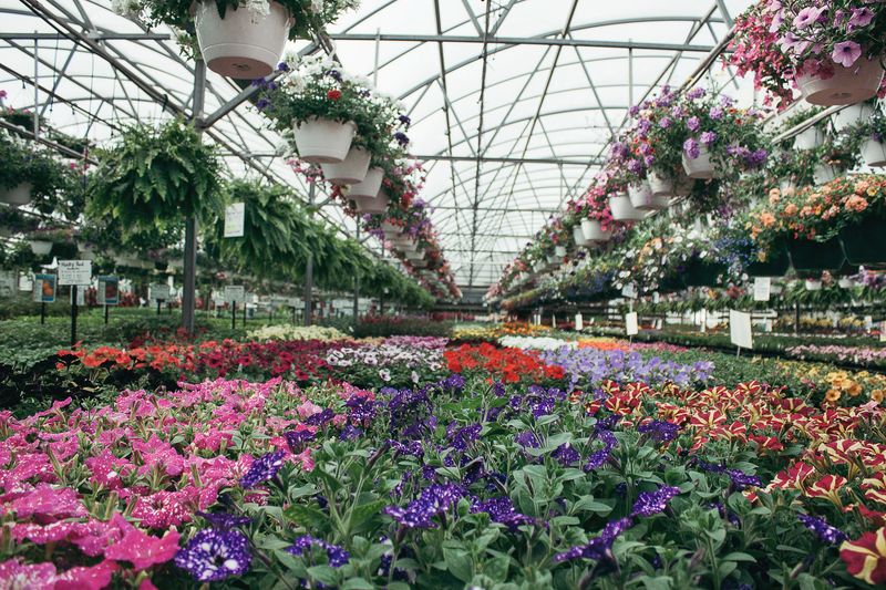 Janoski’s Farm & Greenhouse (Clinton) Janoski’s Farm & Greenhouse (Clinton)
