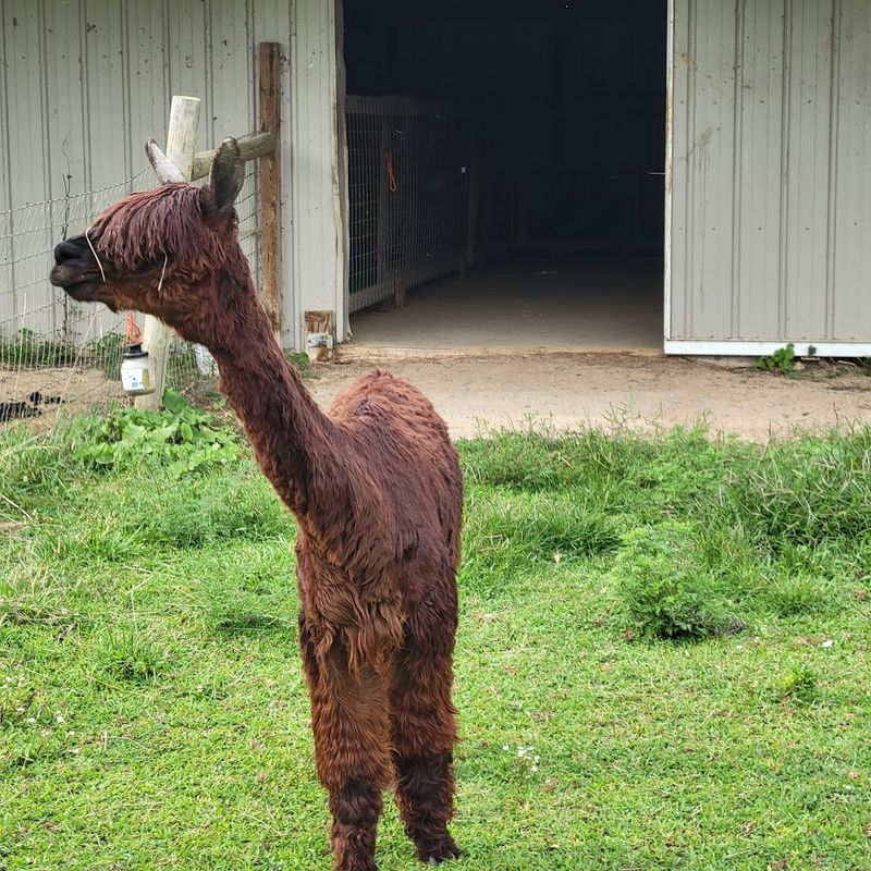 K J’s Alpaca Ranch (Navarre, OH) K J’s Alpaca Ranch (Navarre, OH)