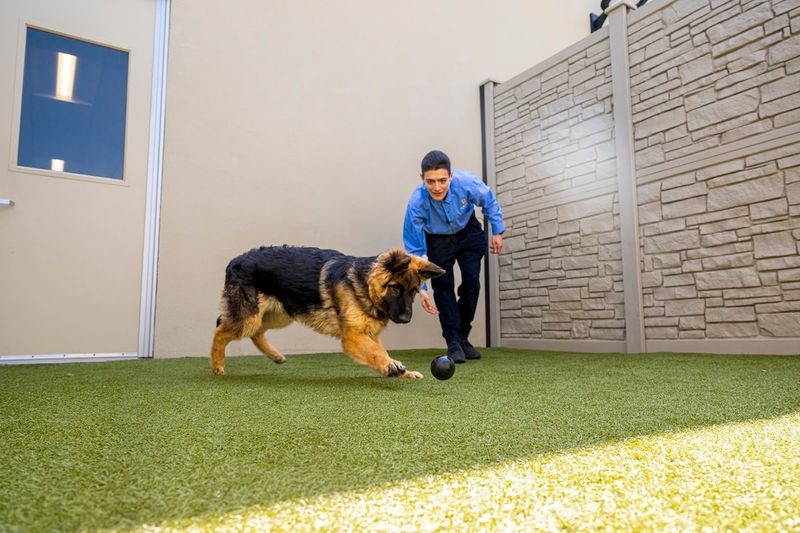 K9 Resorts Daycare & Luxury Hotel K9 Resorts Daycare & Luxury Hotel
